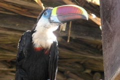 2006cVenezuela-64