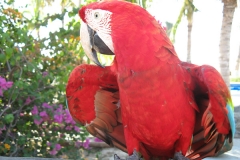 2006cVenezuela-74
