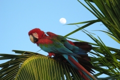 2006cVenezuela-79
