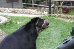 2006cVenezuela-94
