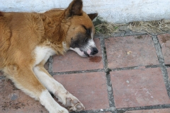 2006cVenezuela-97