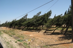2008bJordanSyriaLeb-24