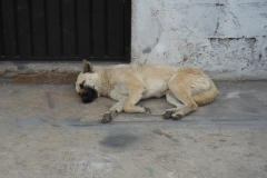 2013cEcuador-79