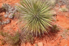 2016AzMex-22